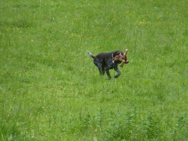 Anka