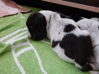 Wurfbox 12