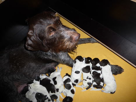 Mama's Pfote ist wie ein Kissen