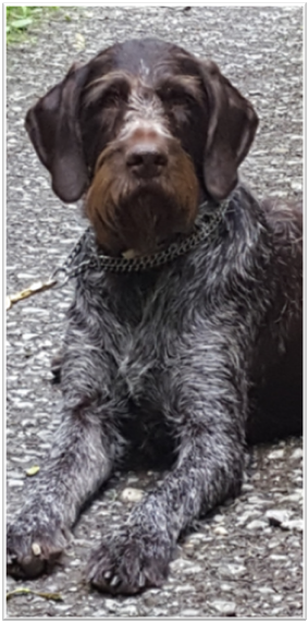 Anka