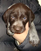 Anka 4 Wochen