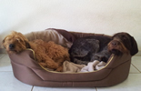 Chessy und Anka