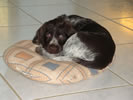 Anka 9 Wochen