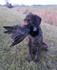 Anka45