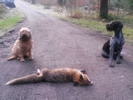 Anka und Chessy nach erfolgreicher Fuchsjagd